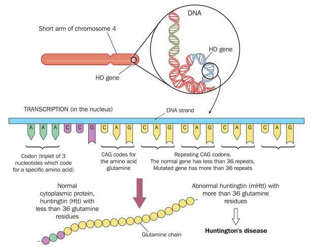 HD gene and chromosome diagram