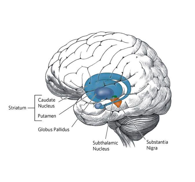 Brain structures affected by HD