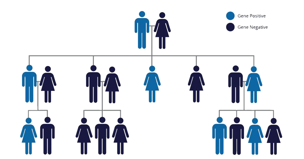 HD inheritance diagram